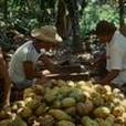 Cantos de Trabalho: Cacau Cantos de Trabalho: Cacau