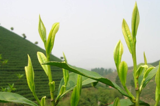 永和茶園 永和茶園