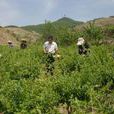 宣王溝村 宣王溝村