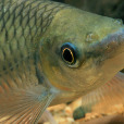 舌唇魚 舌唇魚