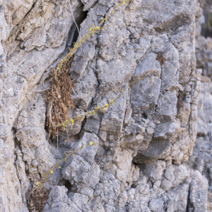 Lactuca acanthifolia
