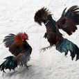 泰國鬥雞 泰國鬥雞