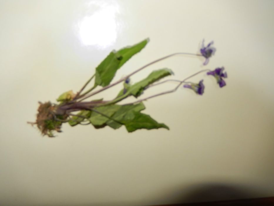 截葉犁頭草 截葉犁頭草