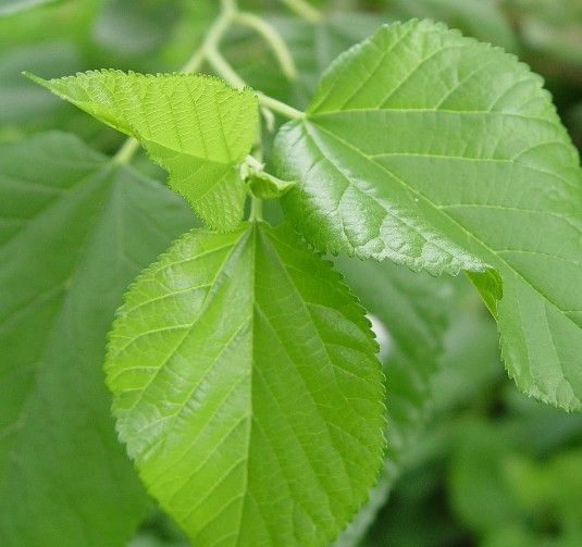 皺縮鏈莢豆 皺縮鏈莢豆