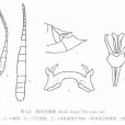 基背突 基背突