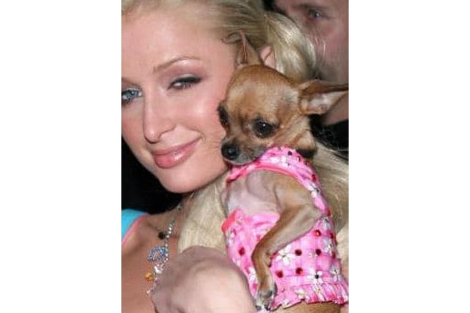 Tinkerbell the Dog Tinkerbell the Dog