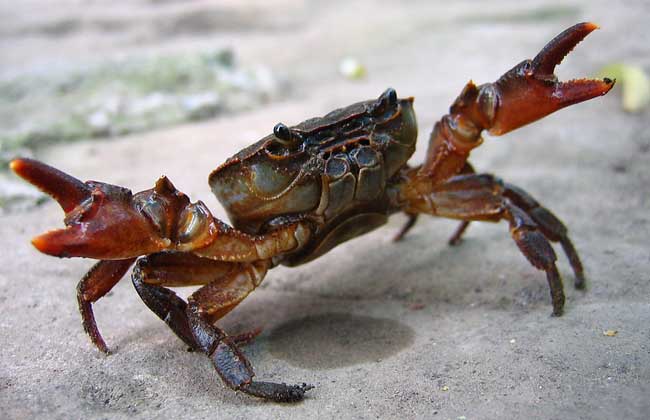 螃蟹(合浦絨螯蟹)