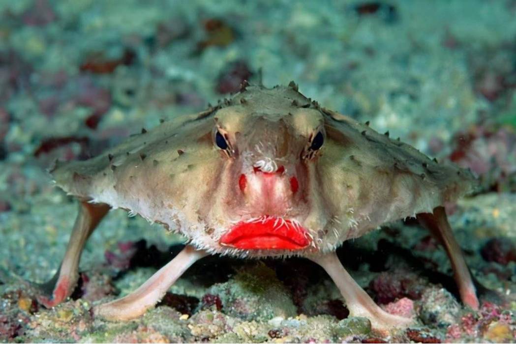 蝙蝠魚屬 蝙蝠魚屬