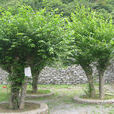 青檀(蕁麻目榆科植物) 青檀(蕁麻目榆科植物)