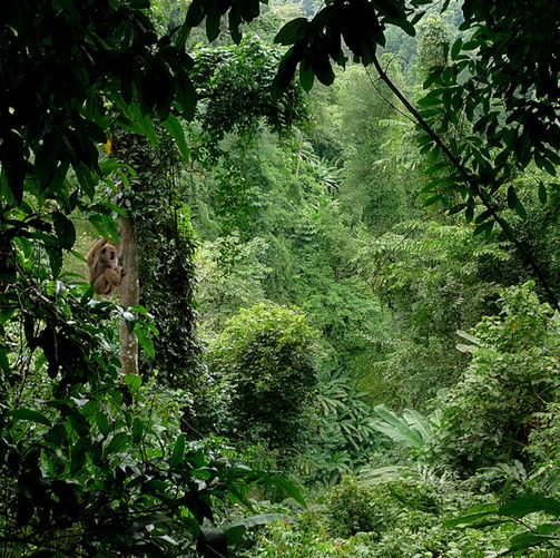 雨林冠層樹木