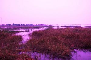 黃河三角洲濕地
