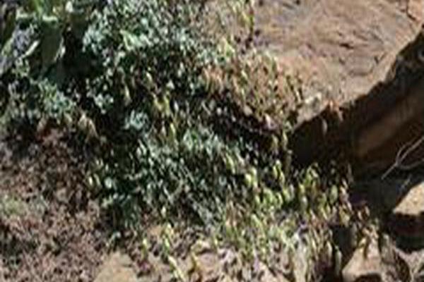 Origanum libanoticum