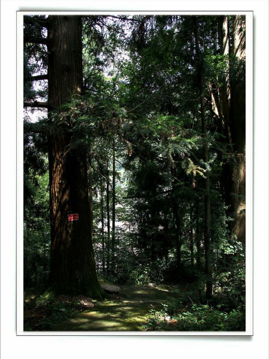 柳山頭村 柳山頭村