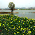 馬口湖 馬口湖