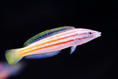 玫瑰盔魚 玫瑰盔魚