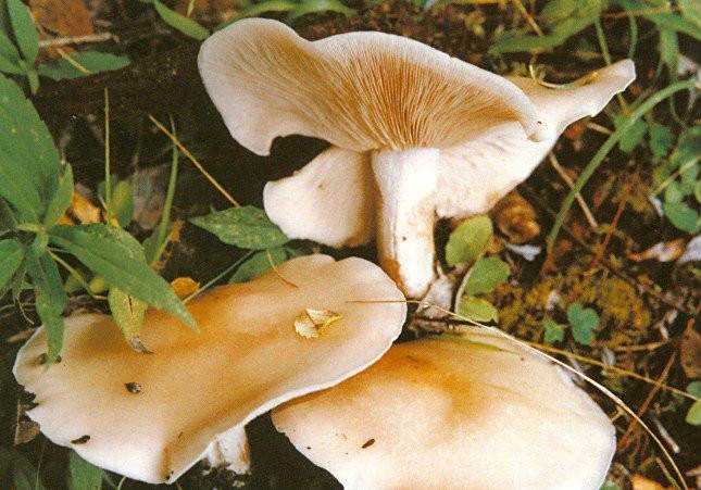 灰紫香蘑 灰紫香蘑