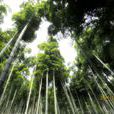 茅塘村 茅塘村
