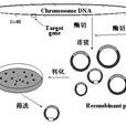 DNA克隆 DNA克隆