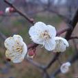 白梅花 白梅花