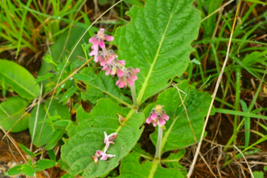 山青菜 山青菜