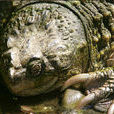 北美大鱷龜
