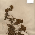 長葉豇豆 長葉豇豆