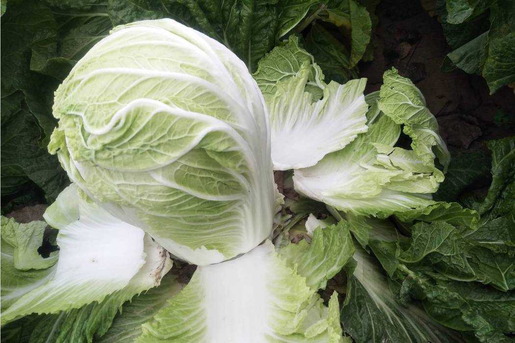 12號大白菜 12號大白菜