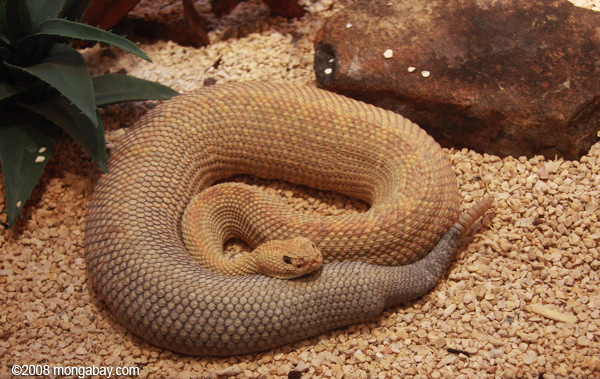 阿魯巴島響尾蛇