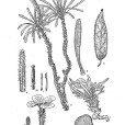 旱生叢菔 旱生叢菔