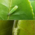 茶小綠葉蟬