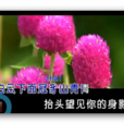 價值連城(冠豸山風景區旅遊宣傳歌曲) 價值連城(冠豸山風景區旅遊宣傳歌曲)