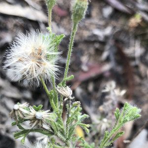 Vittadinia dissecta