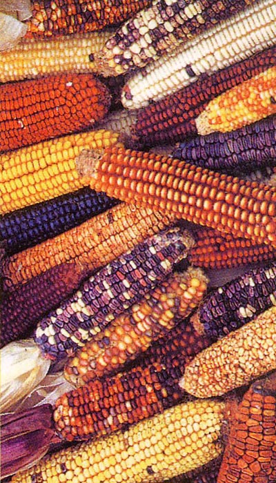 不同基因的玉米
