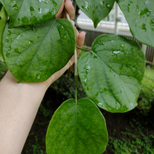 Coccoloba acapulcensis