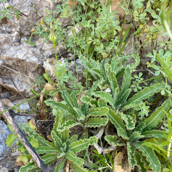 Biscutella sempervirens