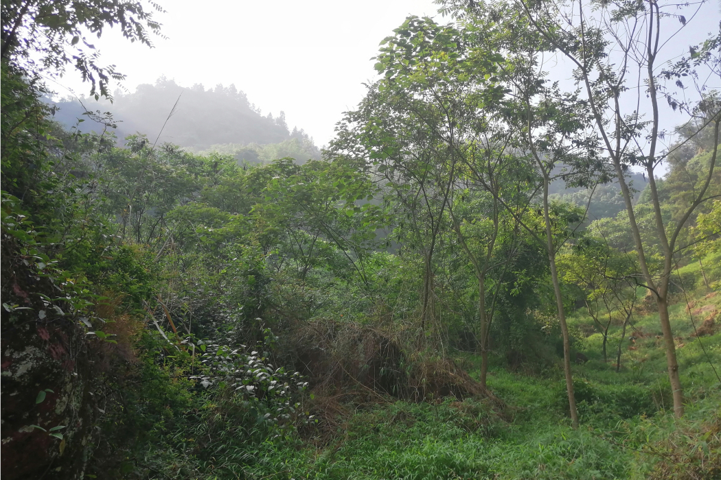 清涼洞溝 清涼洞溝
