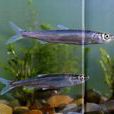 抗浪魚 抗浪魚