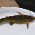 黃牯魚 黃牯魚