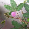 怕癢花 怕癢花