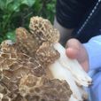 羊腸菌 羊腸菌