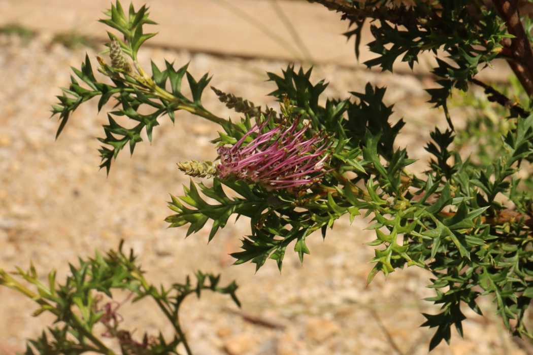 Grevillea acanthifolia