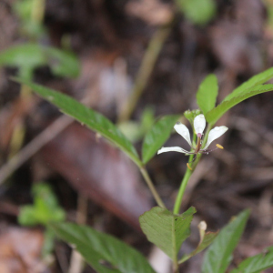 Cleome aculeata