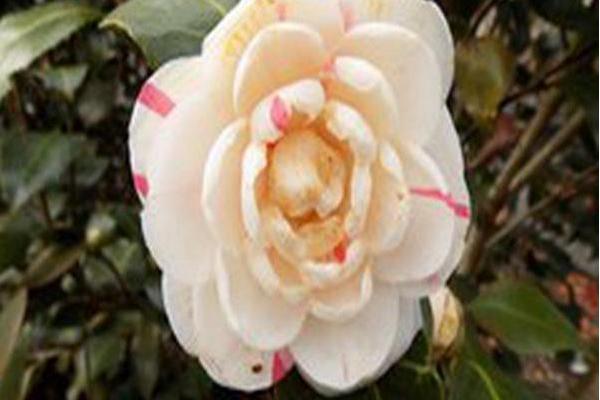 Camellia japonica \x27April Dawn\x27