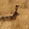 衣索比亞高原兔