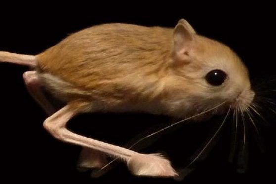 雙足鼠 雙足鼠