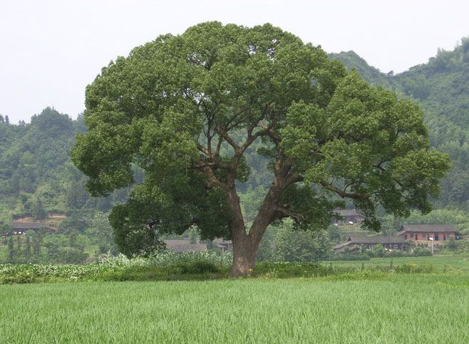 蕉林村(江西省贛州市贛縣江口鎮下轄村) 蕉林村(江西省贛州市贛縣江口鎮下轄村)