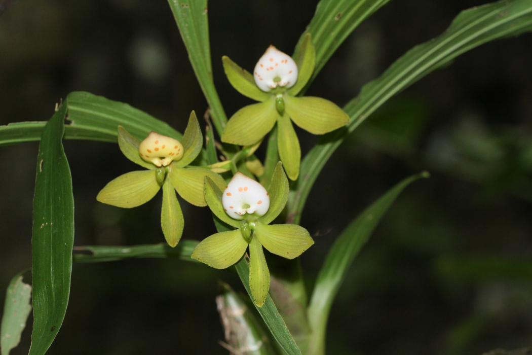 Cycnoches haagii