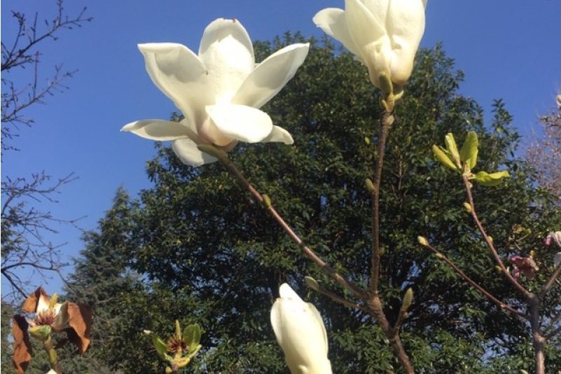 茶花公園 茶花公園
