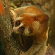 蜂猴(懶猴（學名為Nycticebus coucang的物種）)