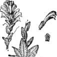 粗毛馬先蒿 粗毛馬先蒿